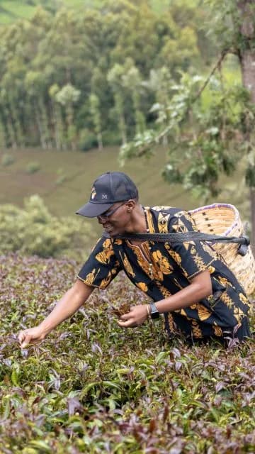 Tea Picking