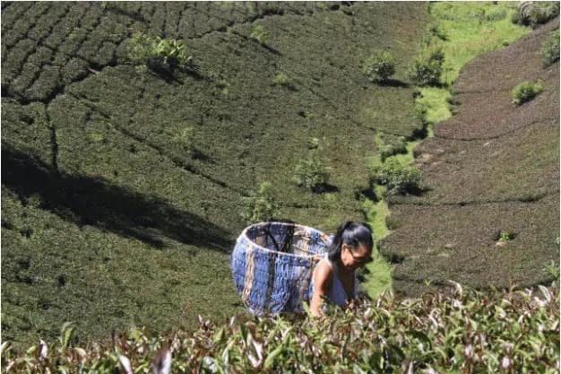 The History of Tea Farming in Kenya