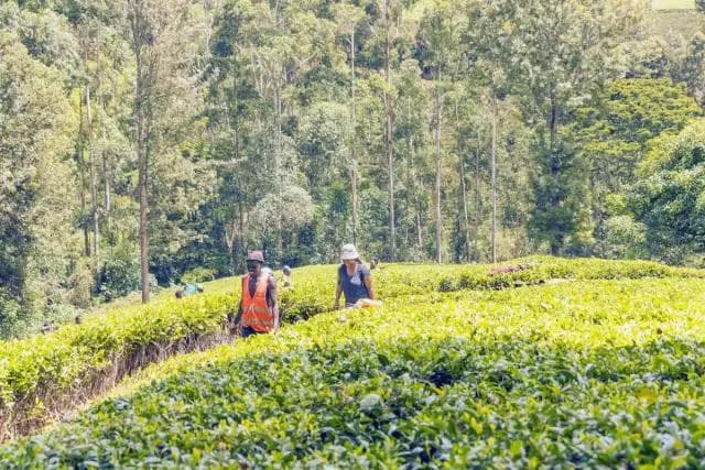 Which Are the Best Agro-tourism Tea Farms to Visit in Kenya?